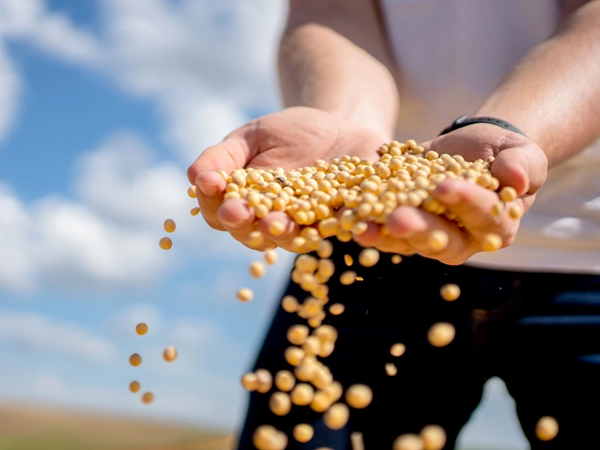 Cooperativismo agro cresce e se firma como pilar da economia brasileira